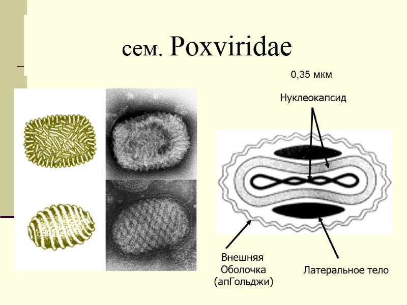 сем. Poxviridae Внешняя  Оболочка (апГольджи) Нуклеокапсид Латеральное тело 0,35 мкм
